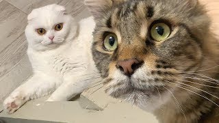 КОТ - ЖИЗНЬ ПОД ЧЕМ-ТО КОТ - ЖИЗНЬ ПОД ЧЕМ-ТО
