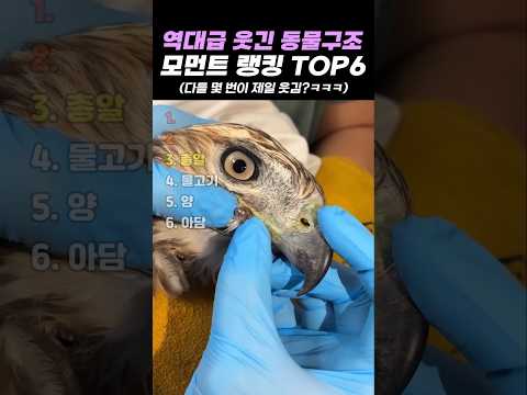 역대급 웃긴 <strong>동물구조</strong> 모먼트 랭킹 TOP6