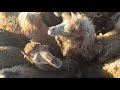 Верблюды Узбекистана. Аяз кала. Camels in Uzbekistan. Ayaz kala.