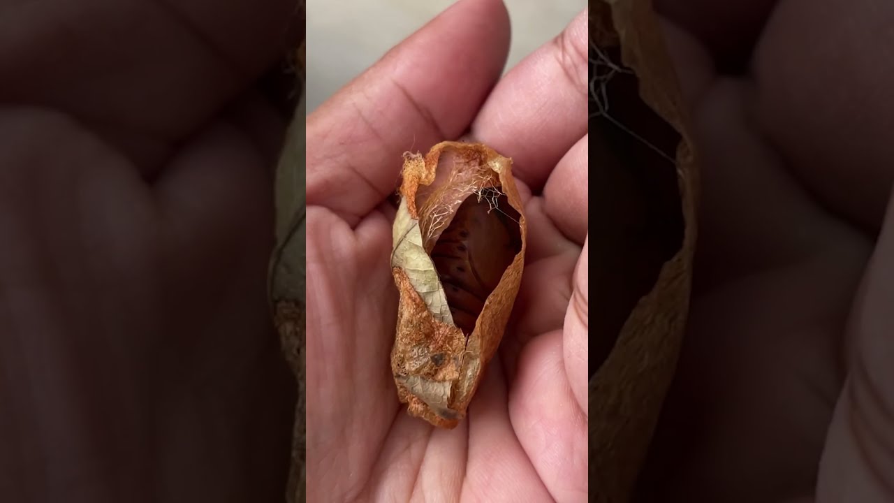 Giant Moth Trusts Her Rescuer To Raise Babies The Dodo