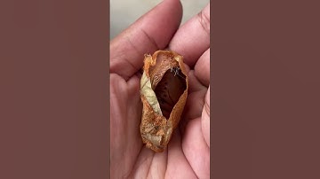 Thumbnail of Giant Moth Trusts Her Rescuer To Raise Her Babies | The Dodo