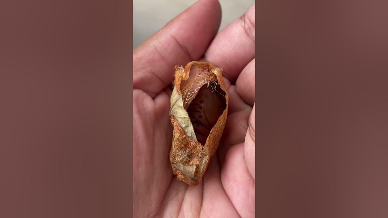 Giant Moth Trusts Her Rescuer To Raise Her Babies | The Dodo
