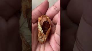 Giant Moth Trusts Her Rescuer To Raise Her Babies | The Dodo Resimi