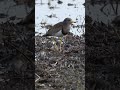 ケリの雛 #滋賀県