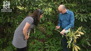 Rhododendron Pruning