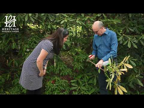 Video: Rododendrų genėjimo vadovas: kaip apkarpyti rododendrų krūmą