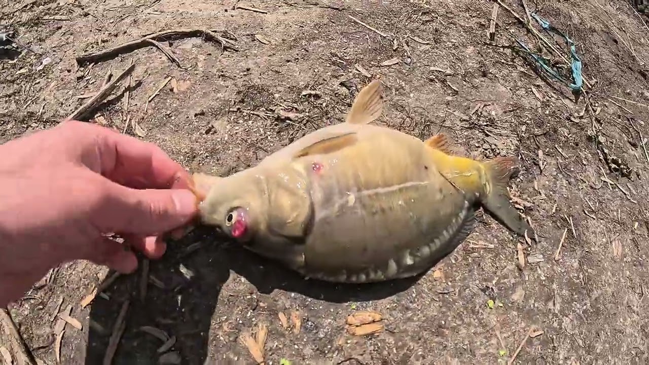 Pescuit activ la Ghidighici-o partidă de pescuit cu multă acțiune!