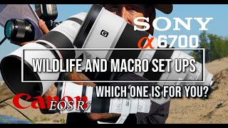 Sony A6700 or Canon R7 for wildlife and macro. Which one is better? Photos an video with each.