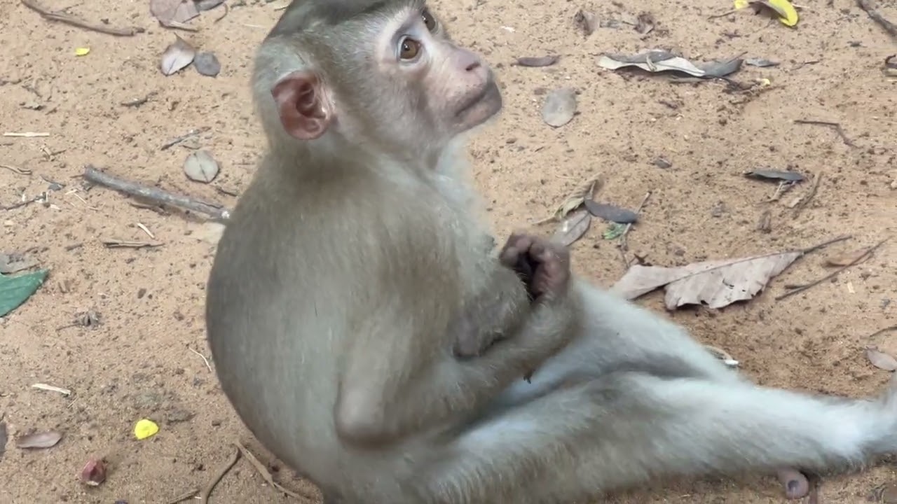 OMG!! Chery monkey Jaguar cubs play with hope when hugging and kissing part4