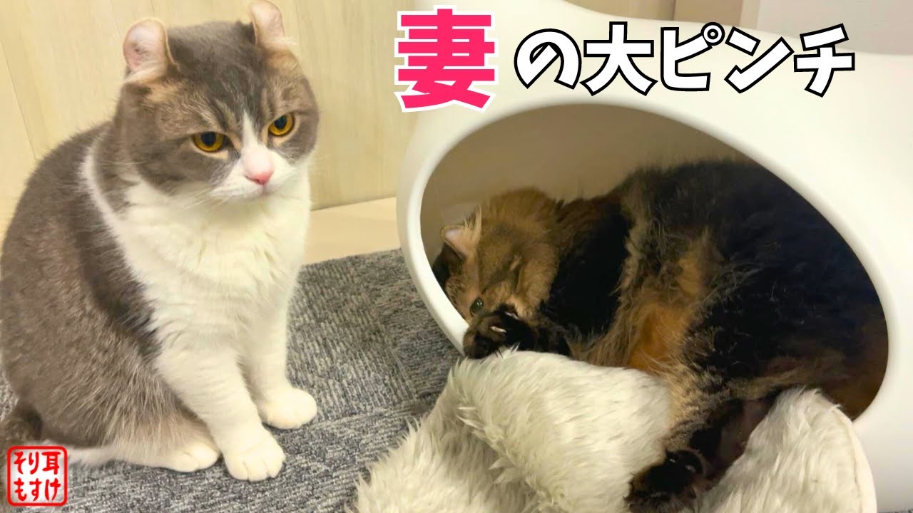 【緊急】泡吹いて気絶した妻を必死に助けようと寄り添う父猫。