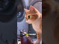 A curious kitten searches the whole house to find its missing ball of yarn
