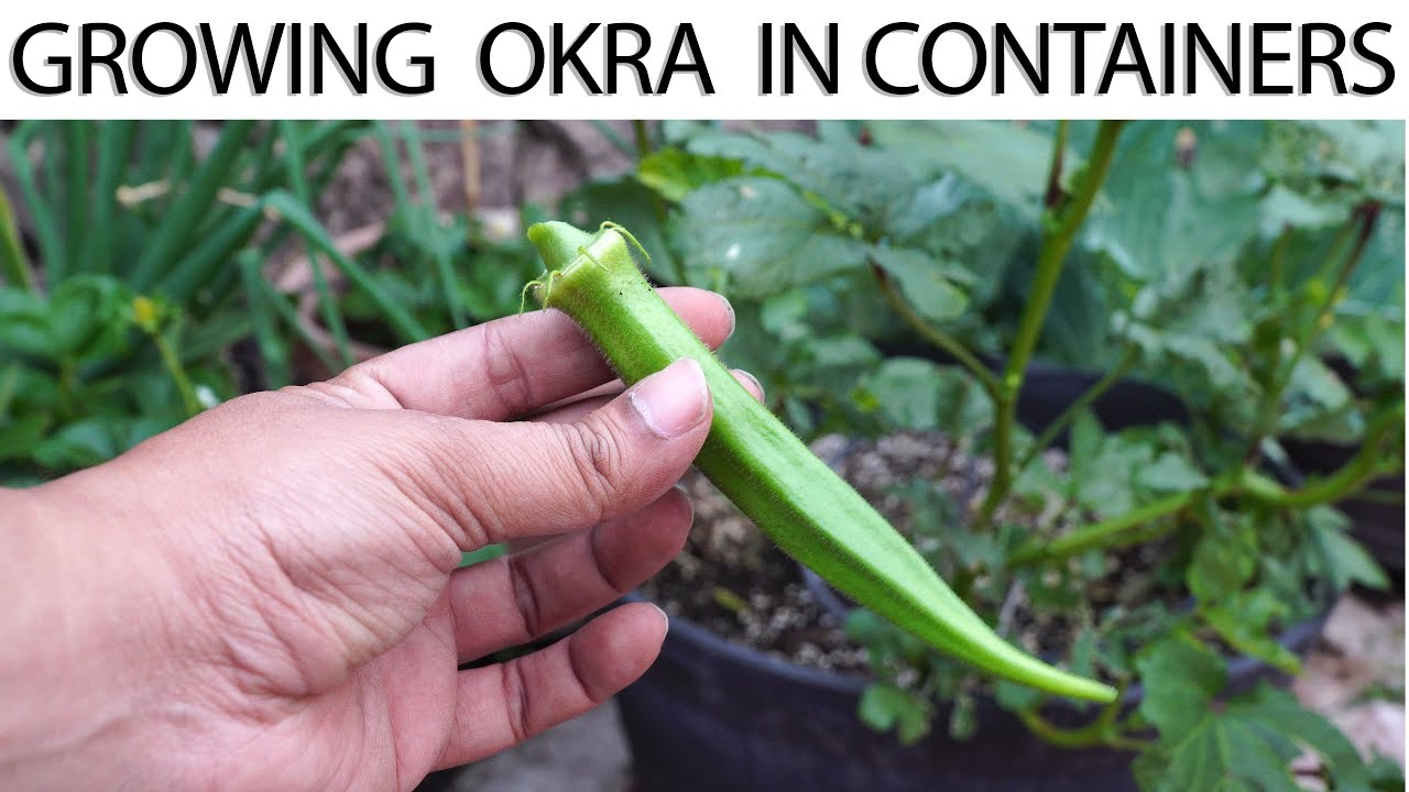 How Many Okra Plants Per Container