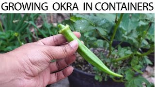 How To Grow Okra In Containers - Growing Nombo Giant Okra - in 4K