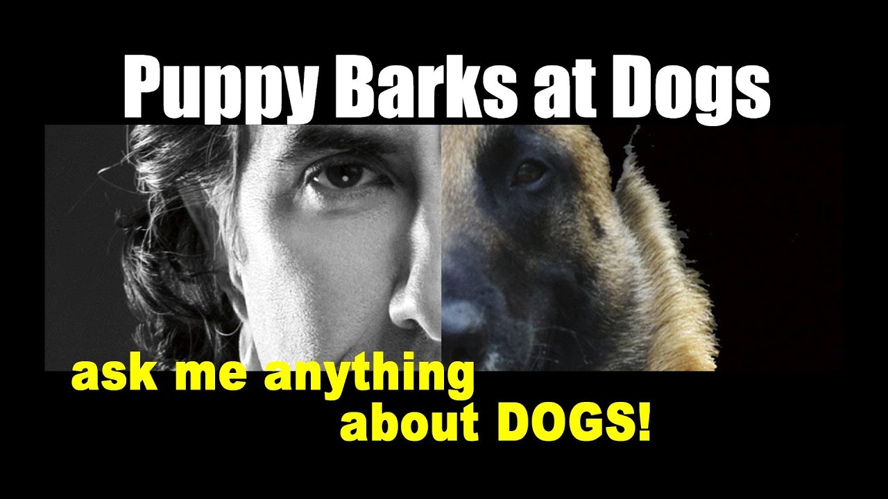 dog always barks at other dogs