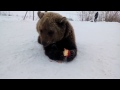 Медведь ест яблоко.