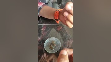 #SHORT VIDEO |BOTANY| MS.C | PRACTICAL MARCHANTIA 🌿🌿☘🌿🌾🌱🙏