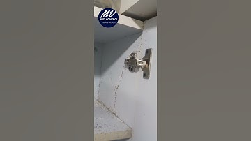 "Unraveling the Ants Problem: Nature-Inspired Algorithms in Action!"