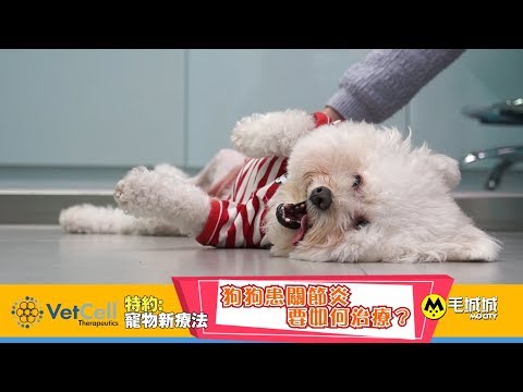 【寵物新療法】狗狗患關節炎要如何治療？
