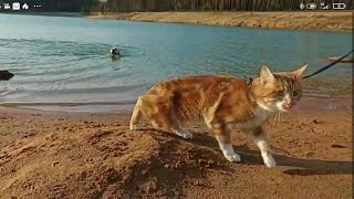 Кот и пëс на озере.Cats and Dogs