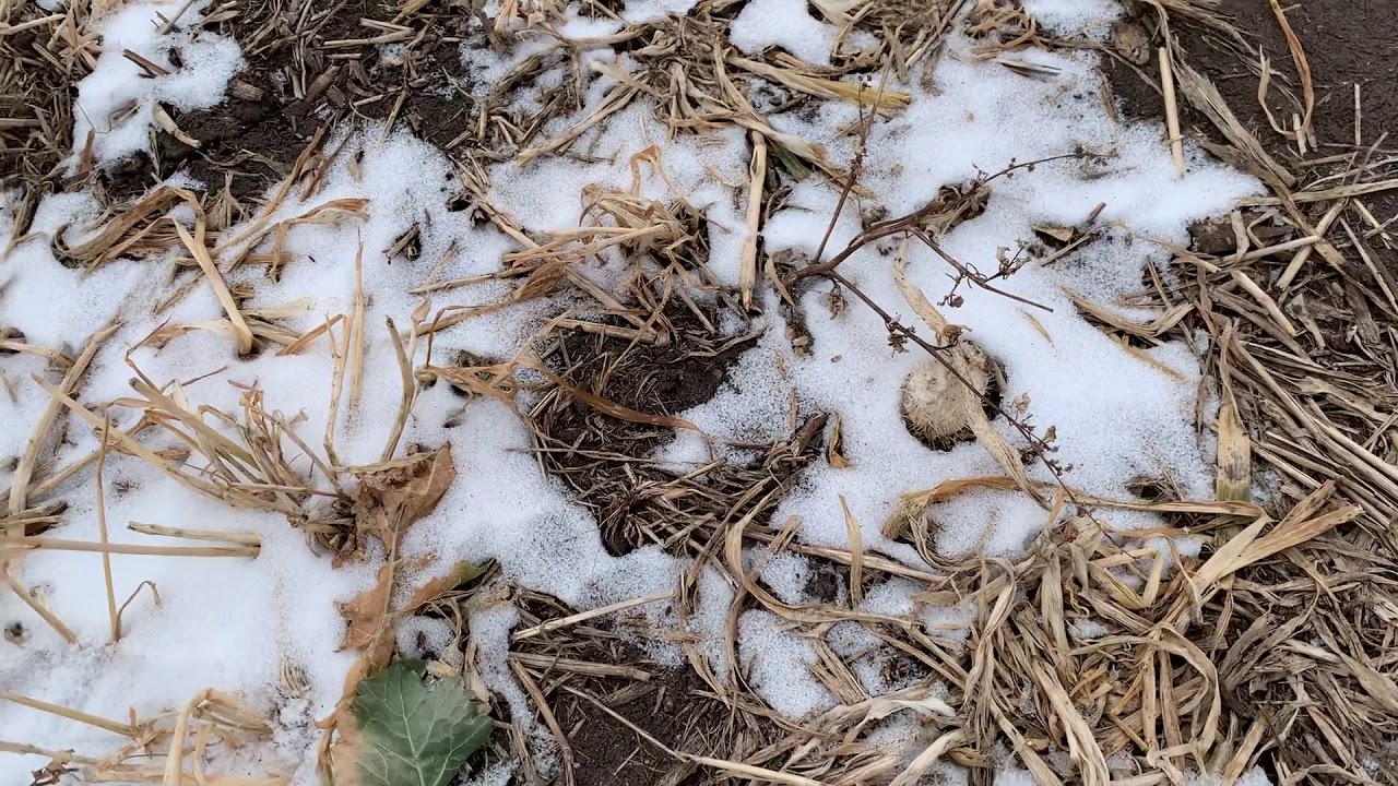 Alternative Forage options that double as a cover crop