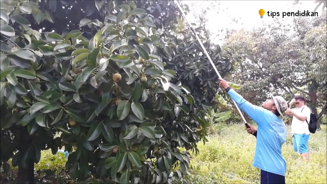 Budidaya Buah Manggis