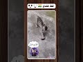 حركة هذا الفأر و كأنه ممثل في فيلم هندي حير القط الذي أراد أن يلتهمه لينفذ بجلده Tomandjerry 
