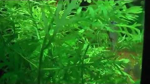 Cá Dĩa Đỏ và Đen - Thiên Đường Cá Cảnh