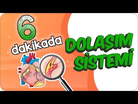 6 Dk’da Dolaşım Sistemini Öğren!