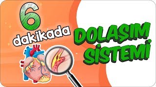 6 Dk’da Dolaşım Sistemini Öğren! Resimi