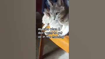 My  Fluffy alarm clock 🥰 #cat #morningroutine #kitten #cutecats