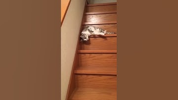 #Shorts Monday: Be Like!The Lazy Cat! Cute funny cat😹