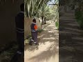 खजूर का बगीचा मे खजूर पूरा पक्का नहीं हैं ओमनी दोस्त के साथ enjoyment #shortsvideo #viralvideo #