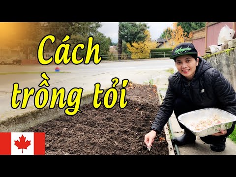 Video: Cách Trồng Tỏi Rocumball