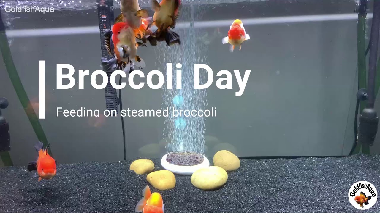 Goldfish Tank feeding on BROCCOLI! YouTube