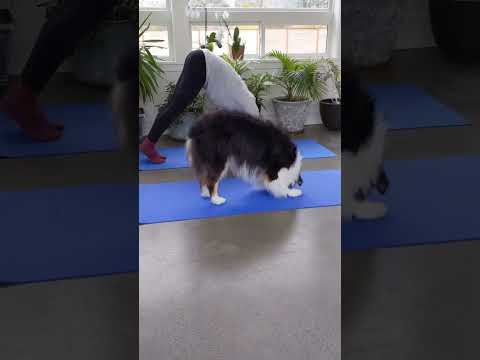 वीडियो: कुत्ता + योग = डोगा
