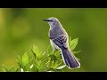 Many birds gather on the tree NB Non Copyright Free for u Full HD 1080P canon EOS 70D