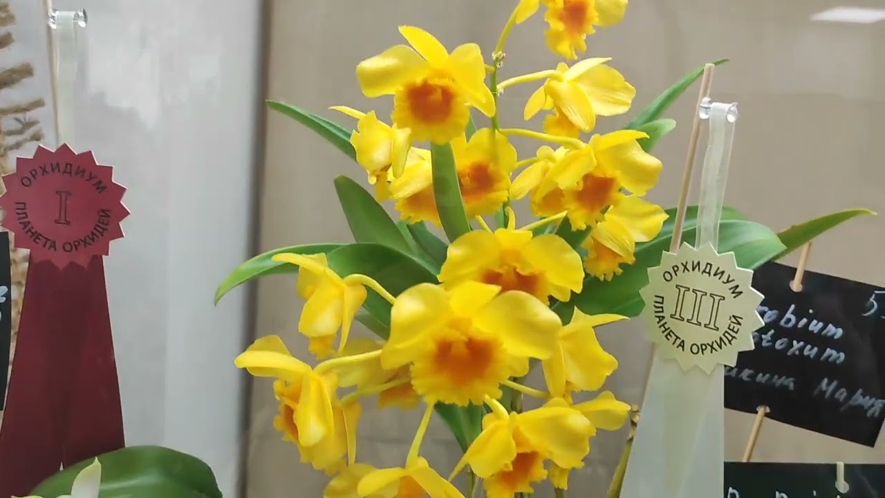 "Orhidium. Spring 2025" 17-18th of May. Part 1 - exhibition. - "Орхидиум", выставка орхидей и бонсай