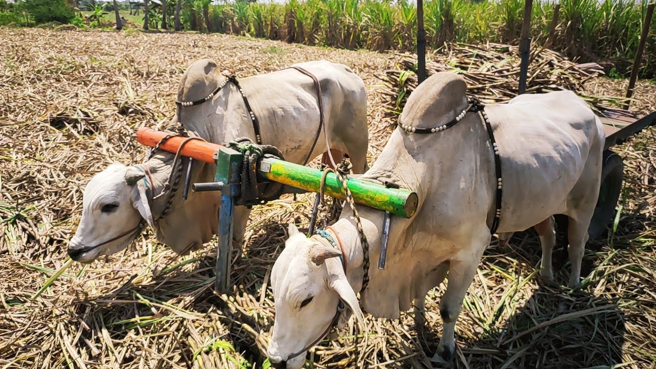 Bullock working video | Bullockcart heavy load | cow videos | Ongole Bullockcart videosBullockcart