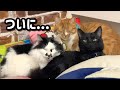 威嚇してた猫たち、ついに保護猫を受け入れた