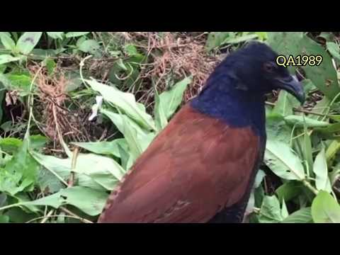 Video Bẫy bìm bịp bằng tiếng chim kêu cứu chim về nhanh hơn - youtube