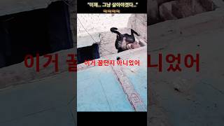 형들… 나 지금 항아리랑 싸우는 중이야😀#웃긴동물영상#강아지#염소