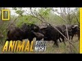 Buffalo Brawl | Animal Fight Night