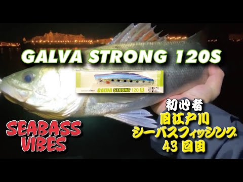 〈43回目シーバスフィッシング〉東京湾奥 旧江戸川ナイトゲーム シーバスゲット！ガルバストロング炸裂か！？