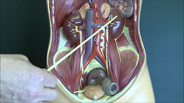 Do both kidneys work together?