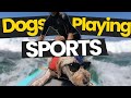 The CRAZIEST Dogs Playing Sports!