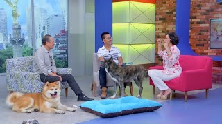 HeralDog | Miguel Ángel Luján, criador de akita japonés | Alimentos dañinos | #PerrosPremier