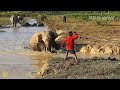 WHEN YAMRAJ IS ON LEAVE || WILD ELEPHANT ATTACK