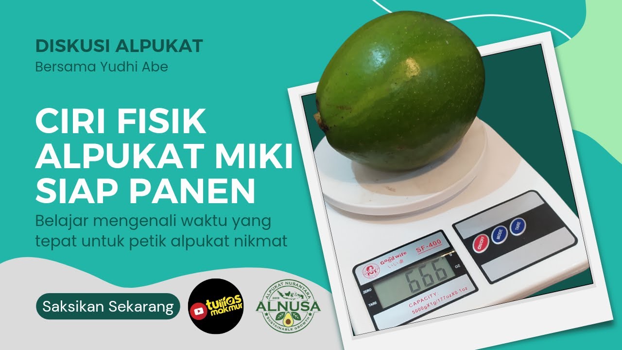 Ciri fisik alpukat MiKi siap PANEN