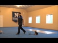 Roxy yorkshire terrier dog training minneapolis