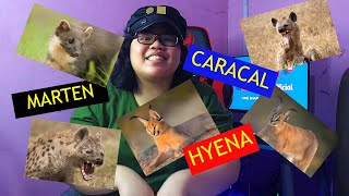 Caracal Marten And Hyena By Za Austism Student